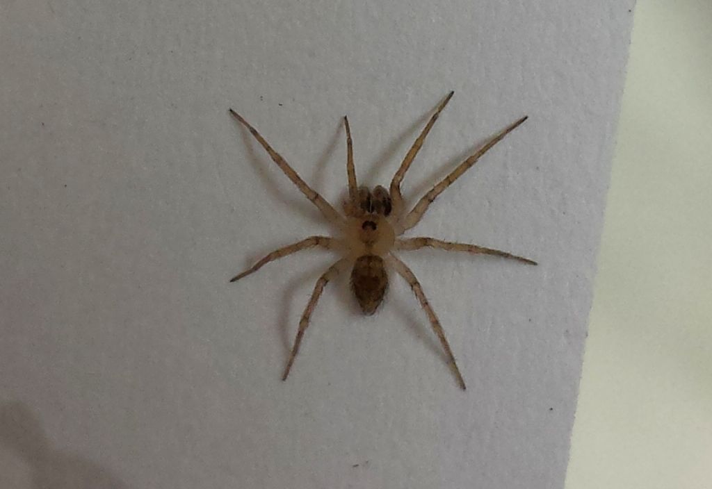 Oecobius sp. - Venezia (VE)